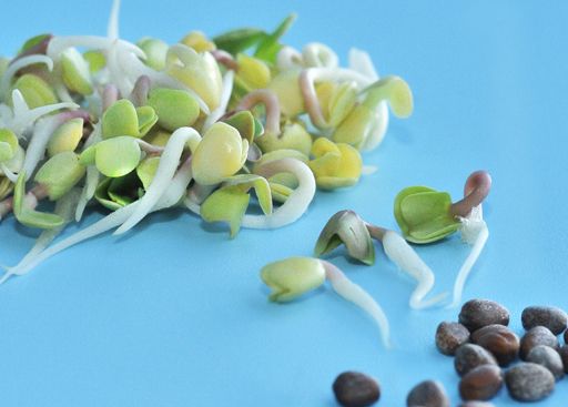 蘿卜芽（紅、綠）